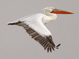 Magic Diabetes Bus: 2.500 μετρήσεις και εξετάσεις στο φετινό ταξίδι